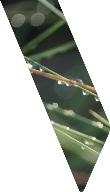 Water on a blade of grass